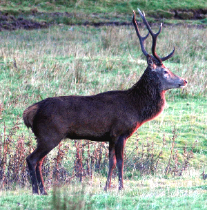 Photo of Red Deer Stag on Mull