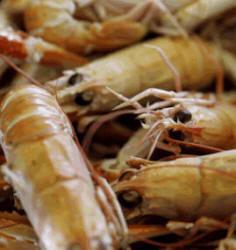 Seafood Photo of seafood